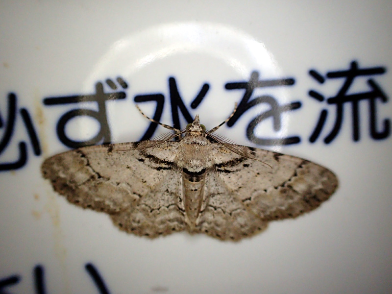 ルリモンエダシャク