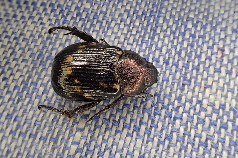 セマダラコガネ