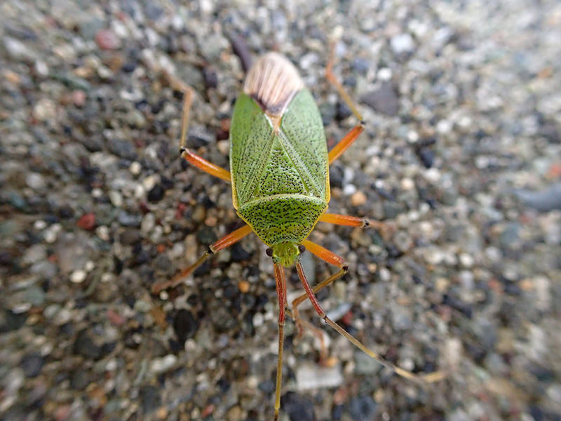 クヌギカメムシ