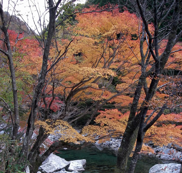 tenkawa2014_11_5.jpg