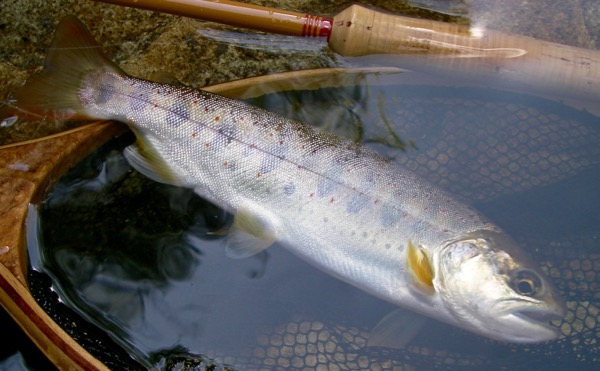 tenkawa_2015_5_21 - 2.jpg