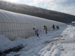 雪割り