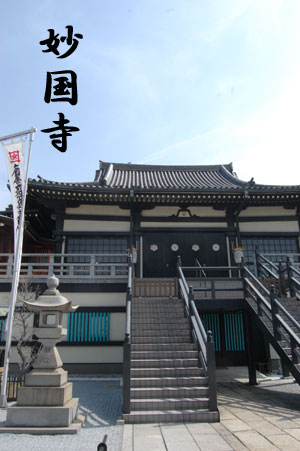 妙国寺 堺のソテツ 甘い生活～La Dolce Vita～