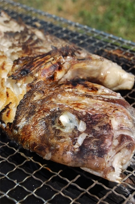 鯛 ウイングチップ
