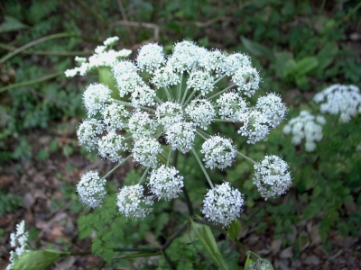 RIMG0568.JPG