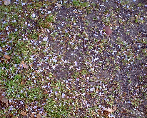 地面に咲く桜