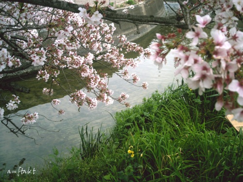 川沿いの桜