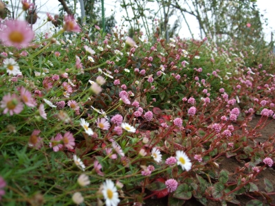 小花