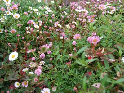 小花