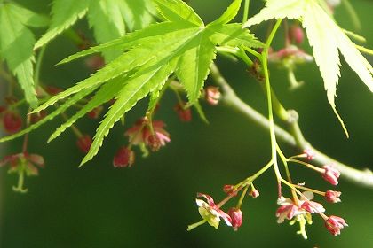 もみじの花と実 種 ｃ５７ ひむかブログ１ 宮崎人のブログ