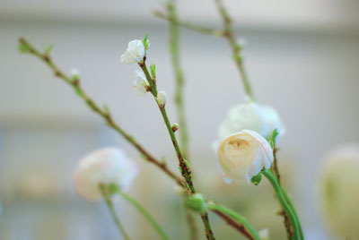 0305-hana.jpg