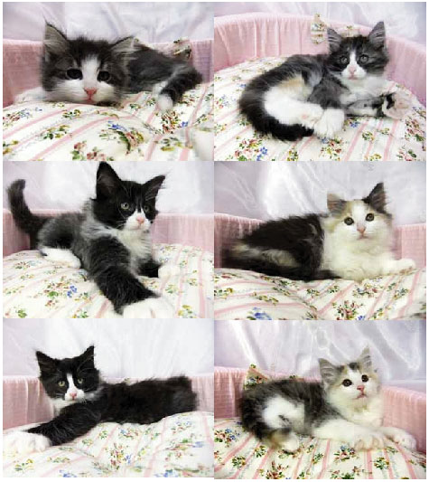 だぁちゃんこ★