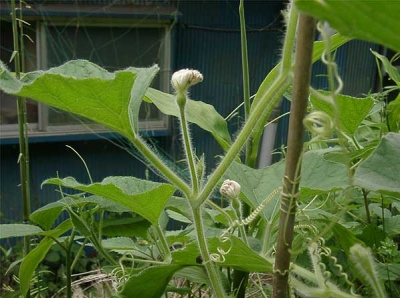 ひょうたん の花