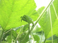 ひょうたんに 付く虫