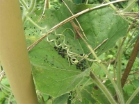 ひょうたんに 付く虫の ウンコ