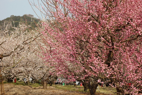conv0008.JPG