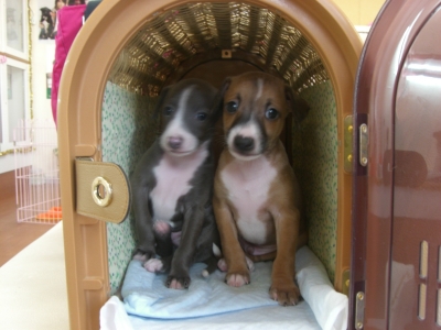イタグレ子犬兄弟