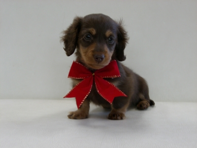 クリスマスプレゼント ダックスちゃん