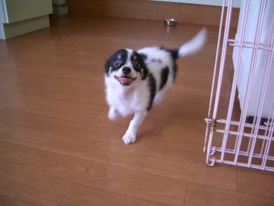 れん君 全力疾走!