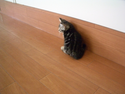 不安いっぱい・・・アメショー