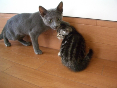 ロシアン&アメショー