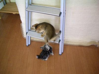 アビシニアン&アメショー