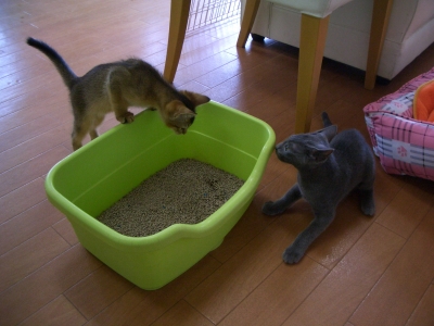 楽しくお遊び