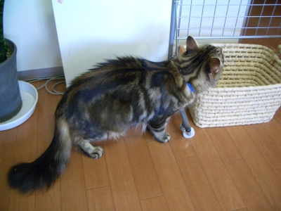 アライグマ?