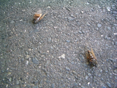セミさん 亡き骸