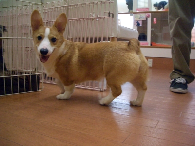 Wコーギー ココちゃん
