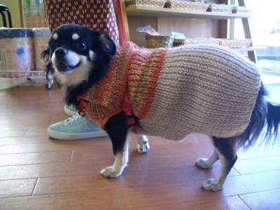チワワのふくちゃん