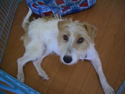のんびりナナ君