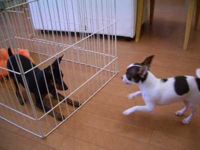 ミニピンちゃんと・・・