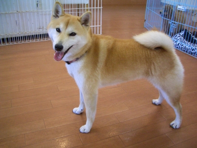 柴犬 こうめちゃん