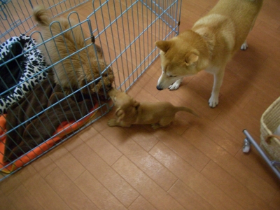 一緒に遊ぼ