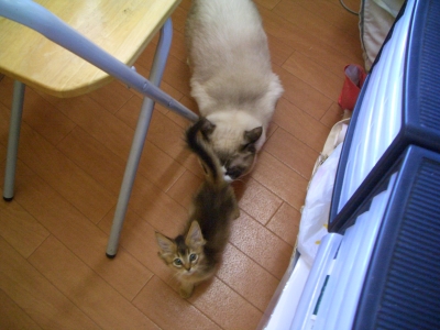 追っかけ 1