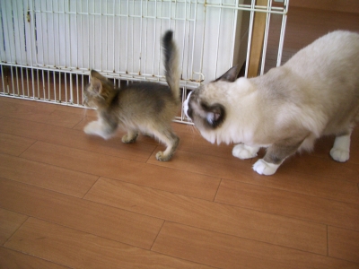 追っかけ 2