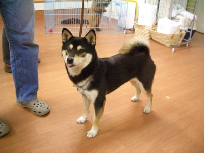 柴犬 ももちゃん