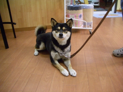 フセをするももちゃん