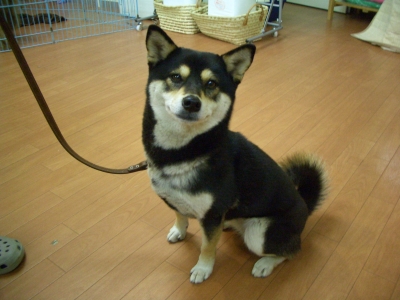 お座り ももちゃん