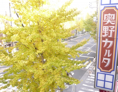 20121124銀杏