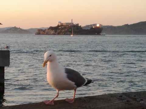 かもめとアルカトラズ島