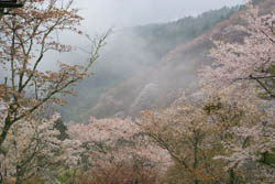 yoshino2