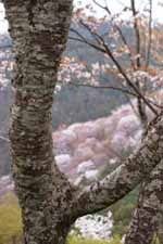 yoshino3