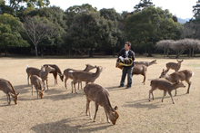 sika