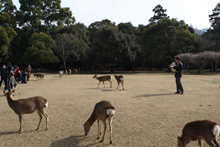 sika3