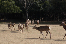 sika4