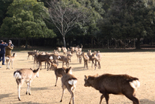 sika5