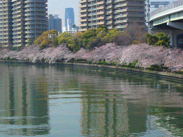 さくら1