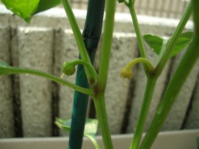 どうなるピーマン 家庭菜園 お庭でお野菜成長記録